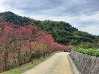 【桃園】復興景點-悠然秘境小屋賞櫻