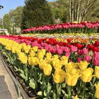 【栃木】チューリップが満開🌷まだまだ桜も楽しめる✨