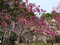 札幌　SAKURA 桜めぐり❗️北海道神宮の桜＆梅に感動❗️