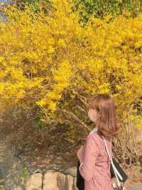 고즈넉한 창덕궁과 어우러진 꽃 🌸