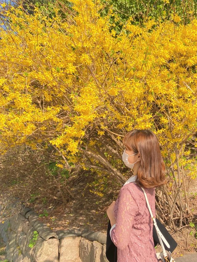 고즈넉한 창덕궁과 어우러진 꽃 🌸