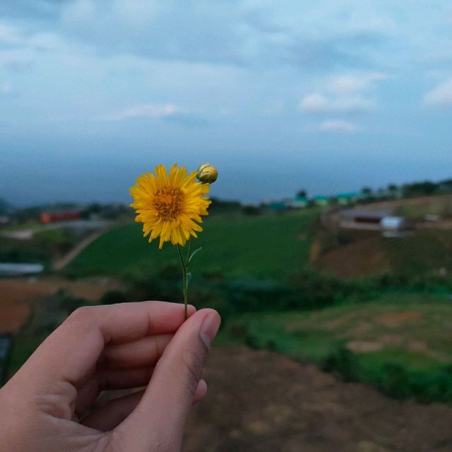 altTitle