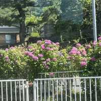 【神奈川】紫陽花を見ながら電車の旅