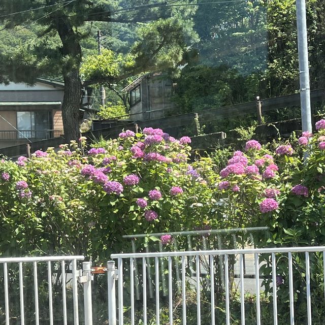 【神奈川】紫陽花を見ながら電車の旅