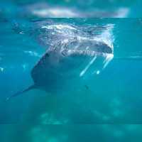 Oslob Whale Shark