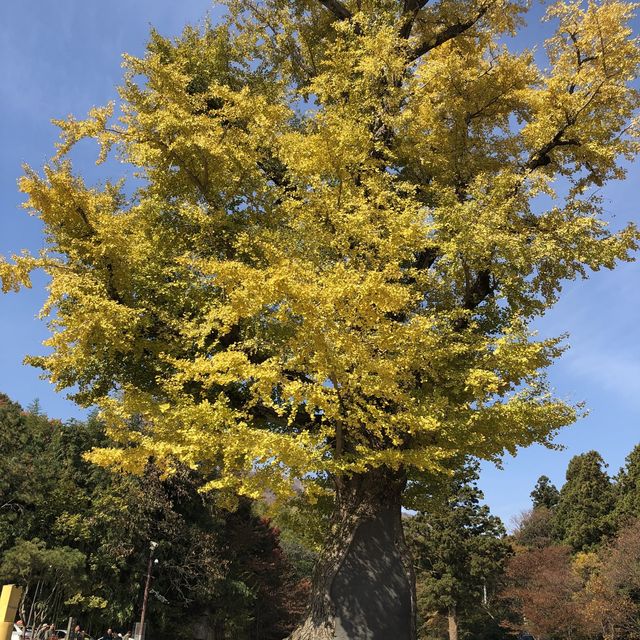 부산 단풍 명소, '범어사'