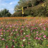 드넓은 백일홍, 코스모스, 황하코스모스 꽃밭을 한번에 볼 수 있는 명소