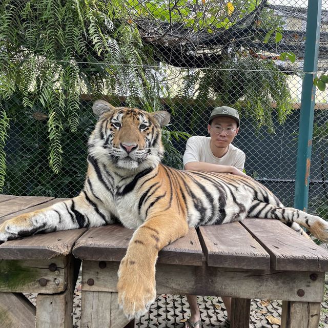 nice trip at Pattaya Tiger Park 