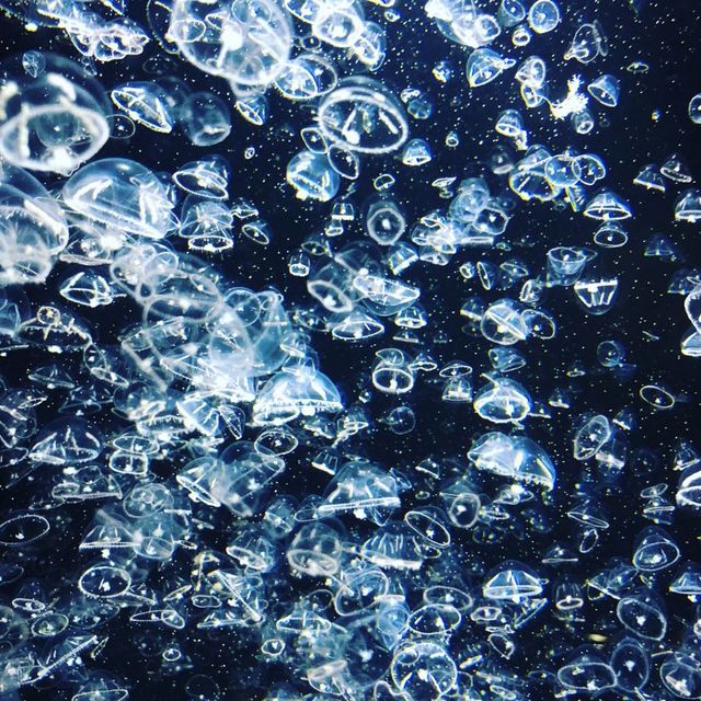 【クラゲ水族館】　2022お盆に行ってみた！