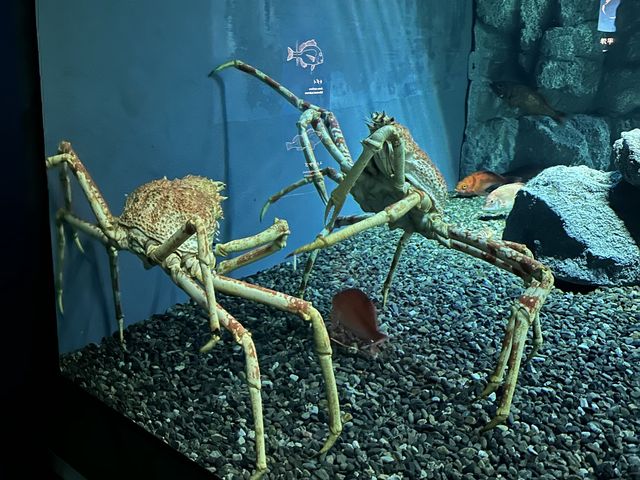 日本最大水族館－海遊館🤩