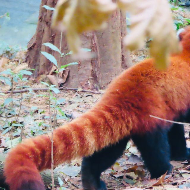 ROBUSTLY ADORABLE RED PANDAS 