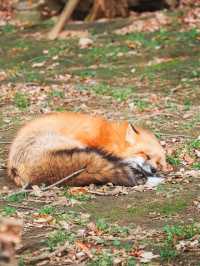 宮城蔵王キツネ村