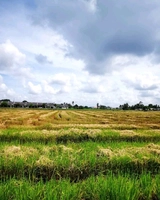 The beautiful paddy field of Malacca