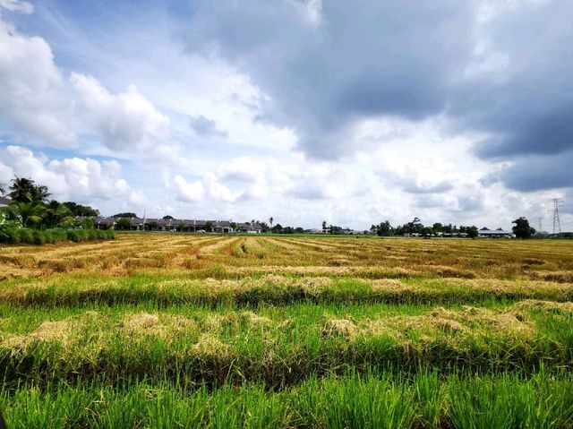 The beautiful paddy field of Malacca