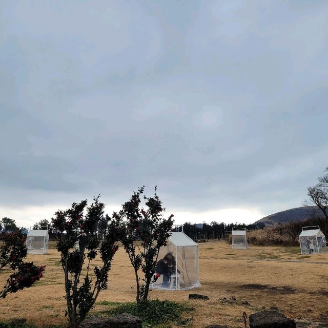 날뛰는 말을 볼수있는 성이시돌목장