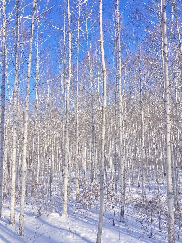 ❄️한국의 겨울왕국❄️ 인제 자작나무숲 