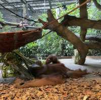 Wild wild weekend at Singapore Zoo 