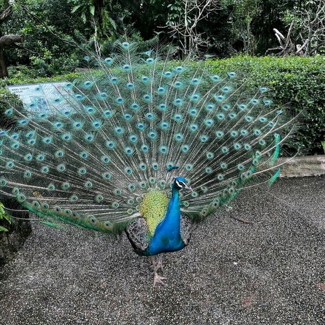 新加坡動物園