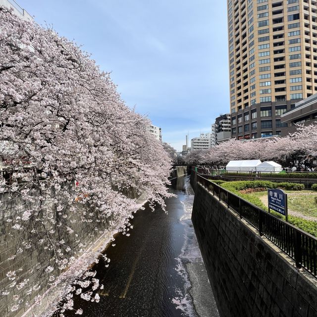 【東京】満開の桜と川が美しい都会にある自然