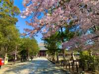奈良　SAKURA 桜めぐり❗️東大寺南大門あたりで桜散策❗️