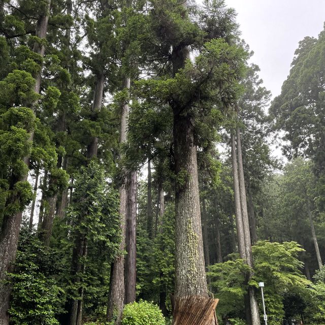 雨の中でも神々く紫陽花も綺麗な箱根神社
