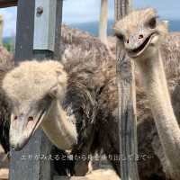 【北海道】スリル満点！？なエサやり体験