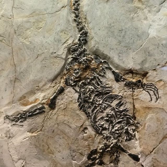 Biggest Dino Fossil I ever Seen