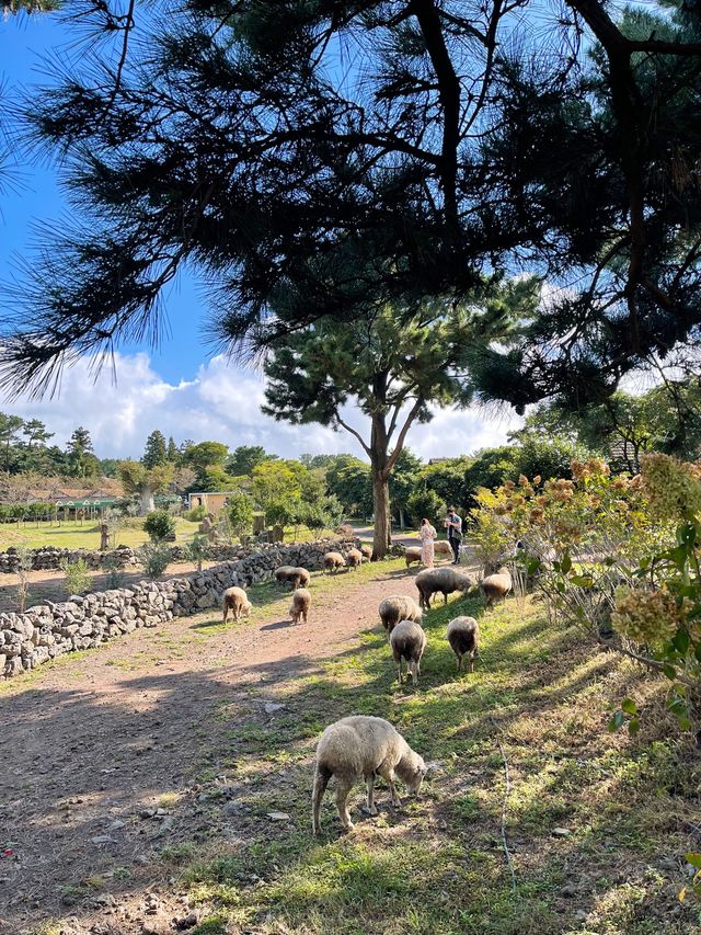 자연 속에서 양들과 힐링타임🐑제주 양떼목장🐑