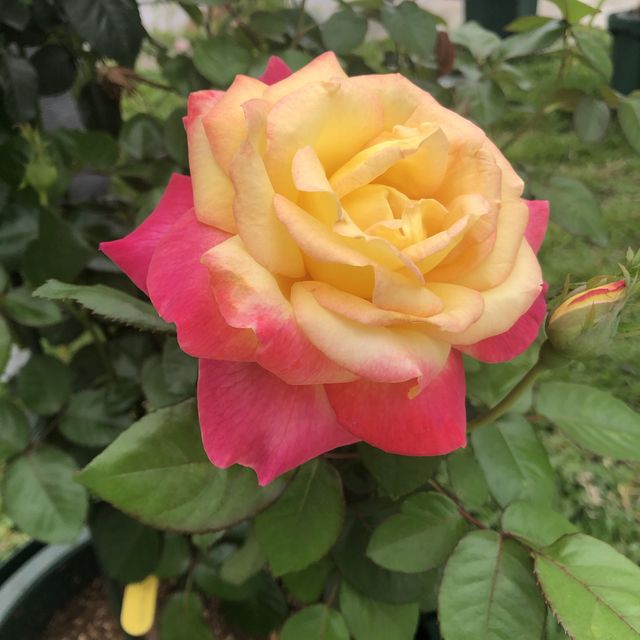 臺北玫瑰園/花博旁/圓山站