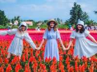 ทุ่งดอกไม้ เชียงใหม่​  I Love Flower Farm แม่ริม
