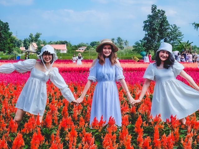 ทุ่งดอกไม้ เชียงใหม่​  I Love Flower Farm แม่ริม