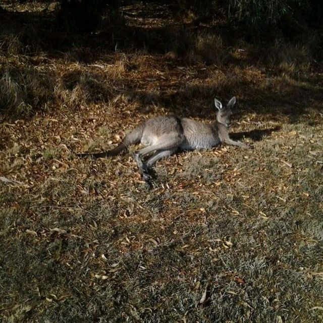 Spot Kangaroos in the Pokémon island