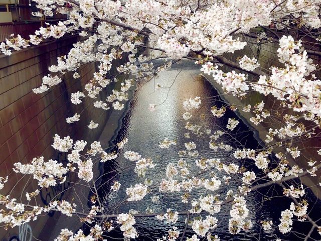 《目黑川》日本賞櫻最前線♡目黑川河畔
