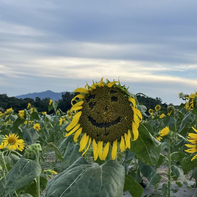 해바라기가 너무 이뻐용:)