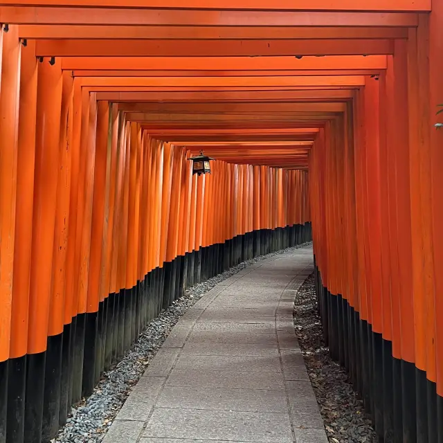 京都必去景點，千本鳥居⛩️極美景色，還有滿滿楓葉