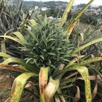 Saudagar Nanas Agrofarm, lokasi menarik!