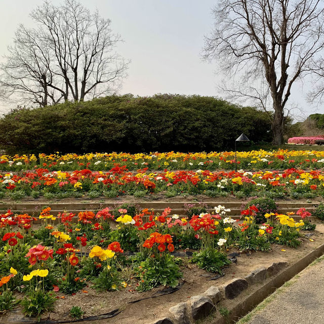 櫻花與油菜花共舞，彷如走入世外桃園！