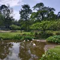 Zoo Taiping, a house of amazing animals.