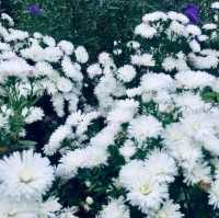 🌼🌸ไร่คุณอารียา🌿🌿