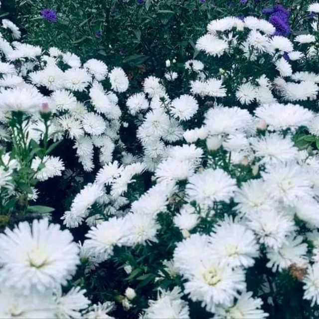 🌼🌸ไร่คุณอารียา🌿🌿