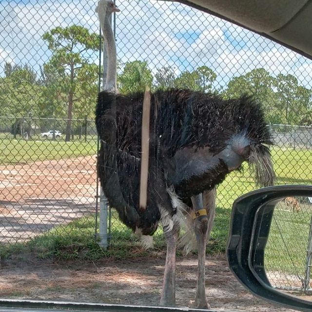 lion country safari