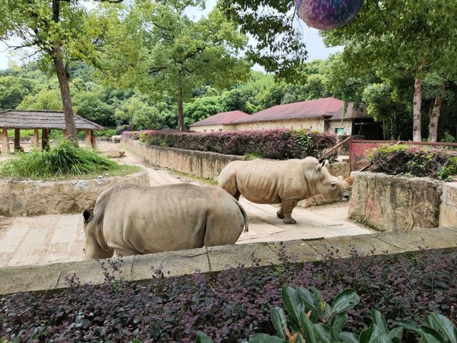 SOoo Many animals up close 🙉🦓 Hangzhou