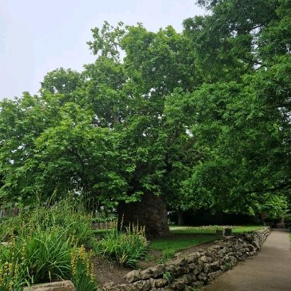 200 year-old plane tree in Canterbury