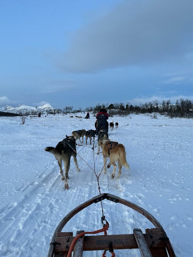 挪威🇳🇴特羅姆瑟雪橇之旅 人生必體驗