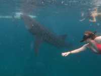 Cebu- Snorkelling Paradise