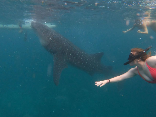 Cebu- Snorkelling Paradise