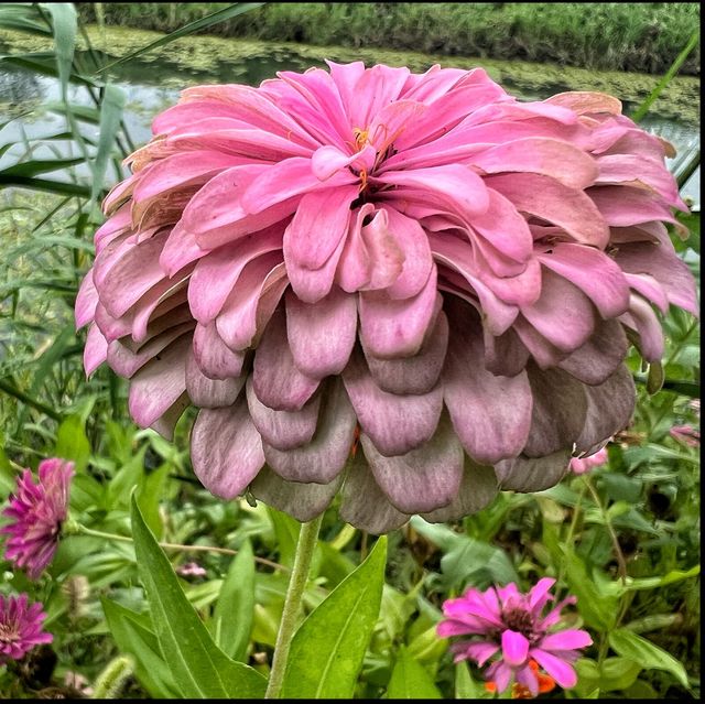 Flower spotting in Hanxiang Water Garden 🪴 