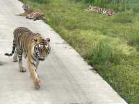Harbin’s Siberian Tiger Park 🐅 
