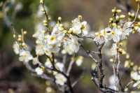 【Kyoto · Chishakuin · Red Plum Blossom · 2023】