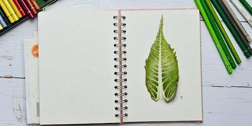Learn to Draw from Nature | CoLab Exeter